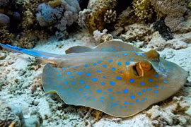 Nọc độc đáng sợ của loài cá phủ đầy chấm xanh trên cơ thể 