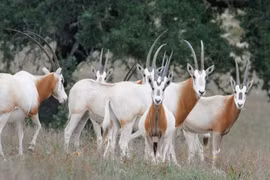 Cận cảnh 'thần thú' hạ phàm, nguyên mẫu của kỳ lân thần thoại 