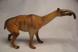 Loài vật kỳ lạ nhất hành tinh, cổ dài như hươu, chân ba ngón, có vòi 