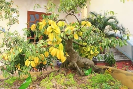 Trồng cây khế trước cửa nhà, tiền tài chảy vào không ngớt