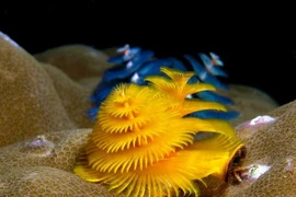 Loài giun hệt cây thông giáng sinh, sống trong môi trường đặc biệt 