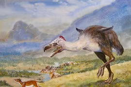 Sự thật loài chim “khủng bố” đáng sợ nhất từng tồn tại 