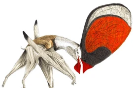 Kỳ dị loài thằn lằn bay có mào khổng lồ rực rỡ trên đầu 