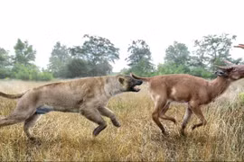 'Quái vật' chó mạnh nhất từng tồn tại, to ngang sư tử 