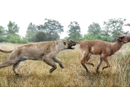 'Quái vật' chó mạnh nhất từng tồn tại, to ngang sư tử 