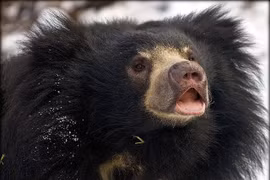  Loài gấu kỳ lạ lông xồm, răng móm, chỉ thích ăn côn trùng 