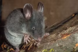Những điều khó tin về loài chuột mù cực hiếm của Việt Nam 