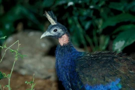 Những điều có 1-0-2 ở vườn quốc gia lớn nhất châu Phi 