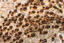 'Đế chế dưới lòng đất' của loài côn trùng có tổ chức xã hội cực cao 