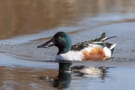 Kiểu kiếm ăn có 1-0-2 của loài vịt có cái mỏ kỳ lạ nhất thế giới 