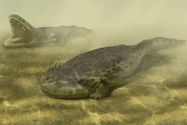 Loài lưỡng cư quái dị nhất thời tiền sử, hình thù như cá sấu bẹp dí