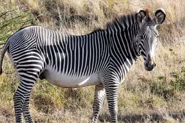 Loài ngựa vằn lớn nhất hành tinh còn sót lại, nặng gần nửa tấn 