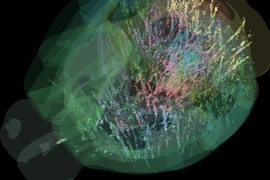 Công bố phát hiện chưa từng có về bộ não 