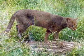 Loài mèo hoang dã kỳ lạ nhìn như rái cá, chỉ có ở châu Mỹ 