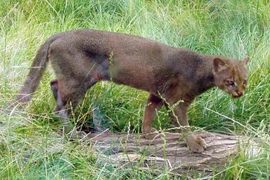 Loài mèo hoang dã kỳ lạ nhìn như rái cá, chỉ có ở châu Mỹ 