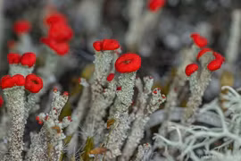 Địa y que diêm màu đỏ rực, mỗi năm chỉ lớn vài milimet 