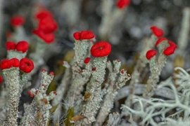 Địa y que diêm màu đỏ rực, mỗi năm chỉ lớn vài milimet 