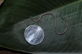 Ngoại hình độc dị, lối sống bí ẩn của loài rắn nhỏ nhất thế giới 