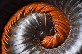 Thế giới kỳ diệu của những con vật có hàng trăm chân