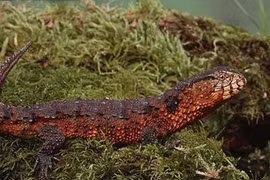 Lộ diện thằn lằn cá sấu cực hiếm, chỉ có ở Việt Nam