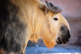 Lạ lùng loài vật nửa trâu rừng nửa linh dương thống trị Himalaya 