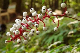 Loài cây toàn thân chứa độc, quả như con ngươi nhìn chằm chằm đáng sợ