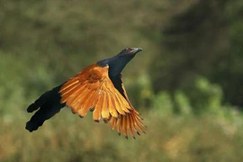 Loài chim có tiếng kêu đặc biệt, săn rắn cực đỉnh có nhiều ở Việt Nam 