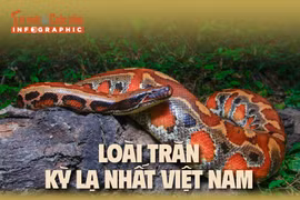 Infographic: Loài trăn kỳ lạ nhất Việt Nam