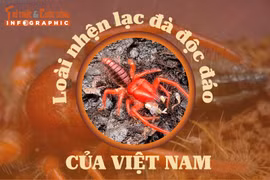 [INFOGRAPHIC] Loài nhện lạc đà độc đáo của Việt Nam