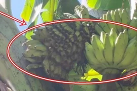 Cây chuối xuất hiện 'điềm lạ', dân làng kéo tới xem nườm nượp