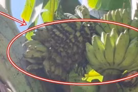 Cây chuối xuất hiện 'điềm lạ', dân làng kéo tới xem nườm nượp