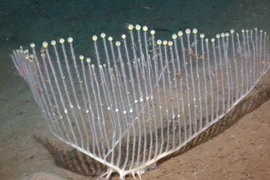 Top loài vật kỳ thú được phát hiện năm 2025 