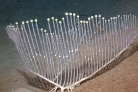 Top loài vật kỳ thú được phát hiện năm 2025 