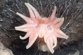 Cái mũi kinh dị của sinh vật 'ngoài hành tinh' chui lên từ lòng đất 