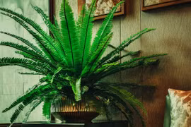 Top 4 cây cảnh lá xanh mướt, hút tài lộc vô tận vào nhà