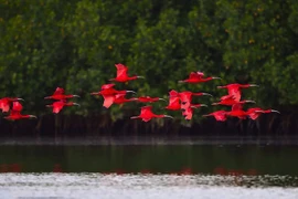 Cò quăm đỏ, biểu tượng sinh thái của vùng Caribe