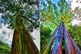 Choáng ngợp với loài cây thân gỗ rực rỡ nhất quả đất 