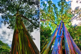Choáng ngợp với loài cây thân gỗ rực rỡ nhất quả đất 