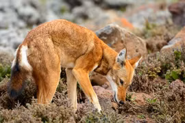 Loài chó hoang dã quý hiếm thế giới, sống nơi cao nhất châu Phi