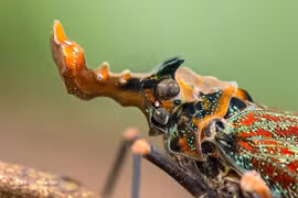 Ve sầu đầu rồng kỳ lạ, 'gây mê' dân săn bùa hộ mệnh