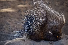 Cận cảnh loài gặm nhấm kỳ dị nhất thế giới, chỉ có ở châu Phi 