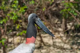 Loài cò khổng lồ với chiếc cổ kỳ lạ khiến ai cũng chú ý 