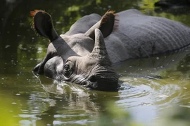 Năng lực đáng kinh ngạc của loài tê giác khổng lồ nhất châu Á