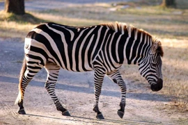 Kỳ lạ loài ngựa hoang leo núi giỏi như linh dương, bờm dựng như bàn chải 