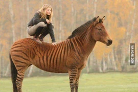 Những điều khó tin về con lai của ngựa nhà và ngựa vằn