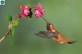 Năng lực kỳ diệu của loài chim chỉ nặng bằng một nửa thìa cà phê muối