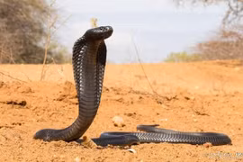 Loài rắn độc khổng lồ được ngươi Ai Cập cổ tôn sùng 