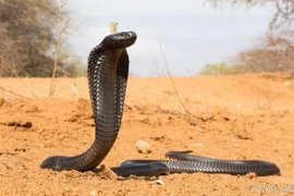 Loài rắn độc khổng lồ được ngươi Ai Cập cổ tôn sùng 