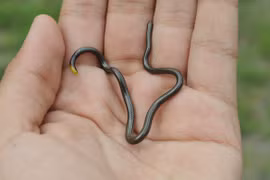 Kinh ngạc loài rắn kích thước siêu nhỏ, thích sống trong tổ kiến 