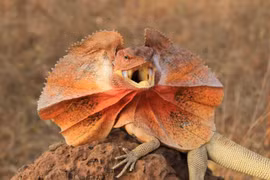 Sốc nặng kiểu tự vệ của loài thằn lằn kỳ dị nhất thế giới